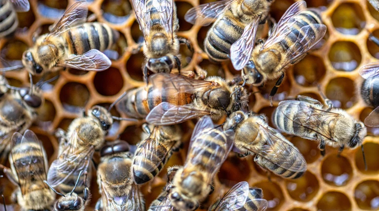 Where are the bees? How Saskatchewan finds itself in a honey shortage